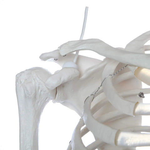 Close-up of shoulder joint on Flexible Life Size 5 Foot 6 Inch Human Skeleton with 206 Bones and a Poseable Spine and Joints