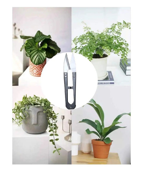 3 Pack 4.1 Inch Bonsai Pruning Scissors with Sharp Blade, lightweight and ideal for small stems, displayed among potted plants