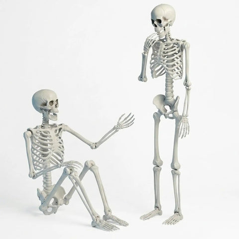 Two Life Size Skeleton Five Point Four Foot Poseable Full Body Halloween Prop With Movable Joints weatherproof plastic