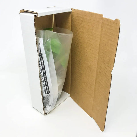 Celeste Fig Tree Live Plant Honey Fig Ficus Carica Starter Plant For Gardens And Containers Sun Loving in packaging