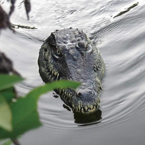 Flytec V005 RC Boat With 2.4G Radio Control Dope Electric Racing Boat For Poolside Fun Realistic Crocodile Head Design