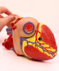 Life Size Human Heart Model Hands On With 34 Labeled Structures And Two Part Magnetic Design Mounted On Base Includes Anatomy Study Manual For Medical Students And Educational Labs, showing hands interacting with model.