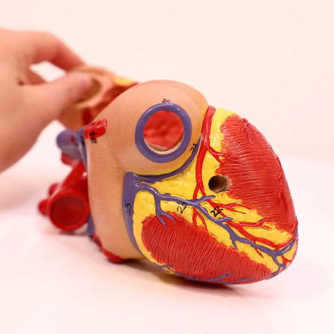 Life Size Human Heart Model Hands On With 34 Labeled Structures And Two Part Magnetic Design Mounted On Base Includes Anatomy Study Manual For Medical Students And Educational Labs, showing hands interacting with model.
