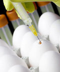 50 Pack 1ml Syringes With 25G 5 By 8 Inch Needles, Individually Sealed For Industrial Lab Use shown injecting into an egg