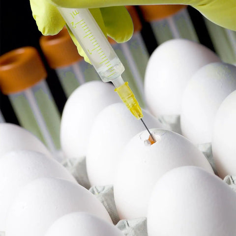 50 Pack 1ml Syringes With 25G 5 By 8 Inch Needles, Individually Sealed For Industrial Lab Use shown injecting into an egg