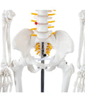 Close-up of Mini Human Skeleton Model With Metal Stand, 31 Inch Tall, showcasing pelvis and spine with articulated joints.