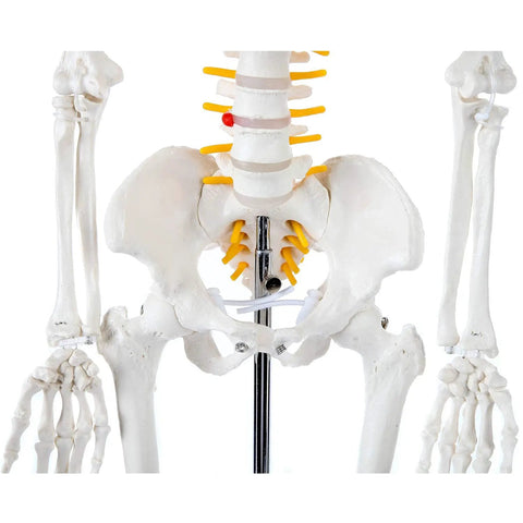 Close-up of Mini Human Skeleton Model With Metal Stand, 31 Inch Tall, showcasing pelvis and spine with articulated joints.