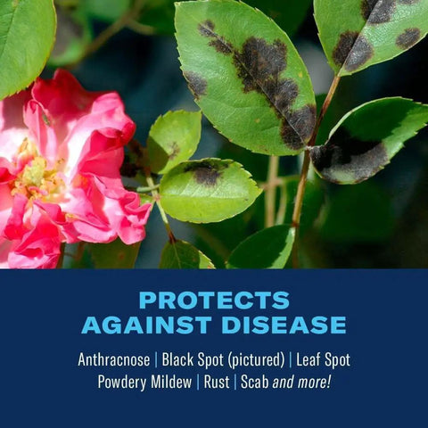 Leaves with black spot disease next to a pink flower, text promotes protection against disease with 3 In 1 Insect Disease And Mite Control Spray.
