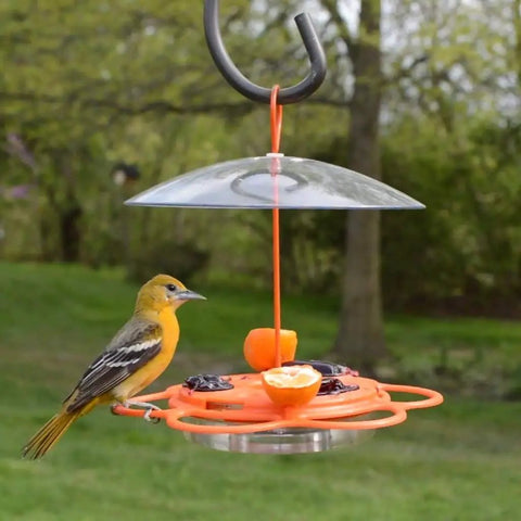 All In One Oriole Buffet Bird Feeder With Bee Guards And Removable Jelly Dishes Easy Cleaning Durable Orange Finish