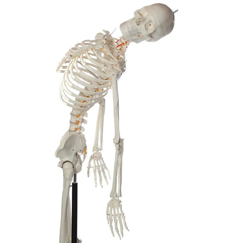 Flexible Life Size 5 Foot 6 Inch Human Skeleton With 206 Bones And A Poseable Spine And Joints on rolling stand side view