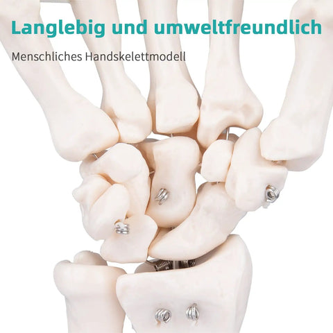 Close-up of Life Size Skeleton Hand Model With Fully Articulated Fingers for Medical Training, showing flexible joints.