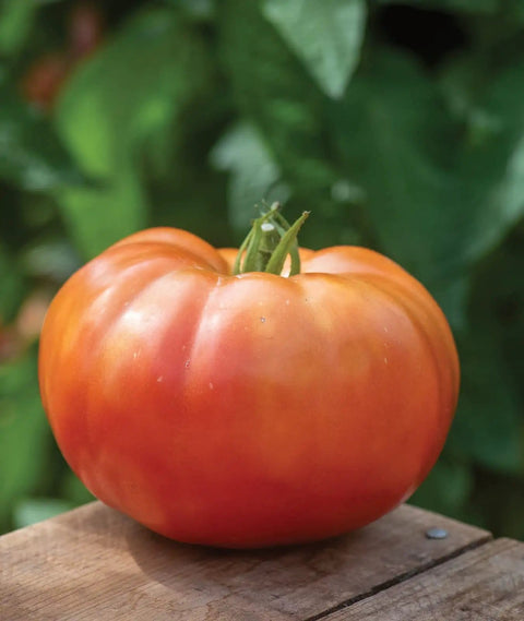 SteakHouse Hybrid Beefsteak Tomato Seeds For The Backyard Gardener Huge 3 Lb Fruits Non GMO Indeterminate Vines Easy Grow