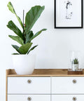 White dresser with 4 Pcs 1.37 Inch Round Cabinet Knobs Floral Bee Design, topped with potted plant and framed artwork on wall.