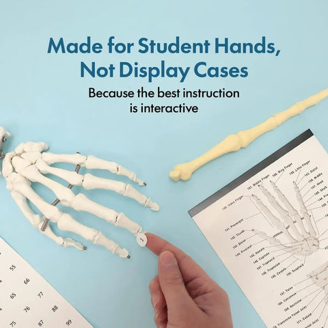 Life Size Skeleton Model For Anatomy Study With Fully Articulated Joints, hand demonstrating finger joint with guide