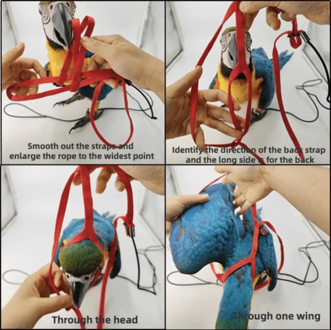 Adjustable Parrot Harness With Leash For Outdoor Flight Training 78.7 Inch Rope Kit being fitted on a parrot