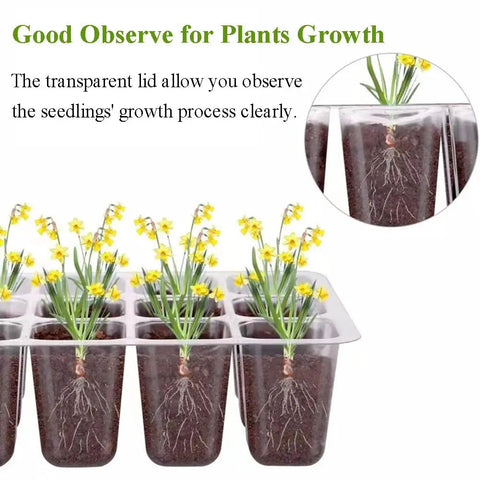 Seed Starter Tray 3 Pack With Grow Light For Indoor Seed Starting Seedling Kit Germination Set Humidity Dome And Base Greenhouse Trays 12 Cell Per Tray Full Spectrum LED Lights For Healthy Seed Growth with transparent lid showing seedling roots and sprouts