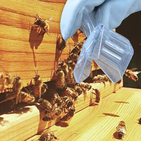 Bee Queen Cage Catcher Clips 12 Pack Transparent Plastic Beekeeping Kit being used on a hive with bees