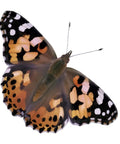 Painted Lady butterfly with wings open from Butterfly Garden Kit Refill For Painted Lady Butterflies With Two Cups Of Caterpillars