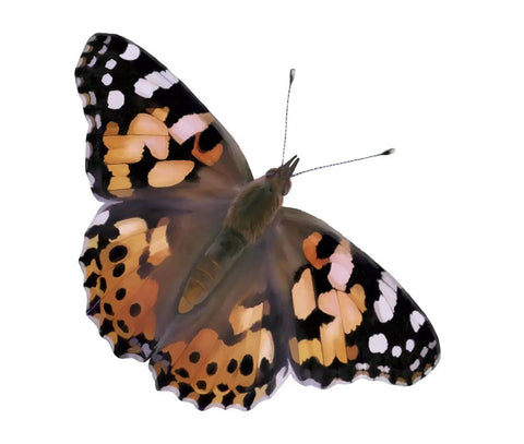Painted Lady butterfly with wings open from Butterfly Garden Kit Refill For Painted Lady Butterflies With Two Cups Of Caterpillars