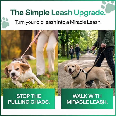 Front Clip No Pull Dog Leash Attachment With Torso Loop, Chest Loop Design Redirects Forward Momentum For Calm, Safer Walks, Reduces Pulling And Lunging Without Neck Pressure, Everyday Training Accessory For Dog Owners on dog on leash