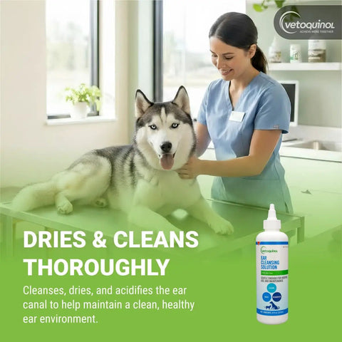 Vet uses Gentle Ear Cleaning Solution For Cats And Dogs, Easy To Use Drops That Remove Dirt And Debris, 8 Ounces with husky