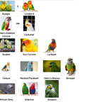 Chart of parrot sizes for Parrot Harness Flight Suit With Leash For Outdoor Training Fleece Bird Vest With 2m Rope And Handle XX Large