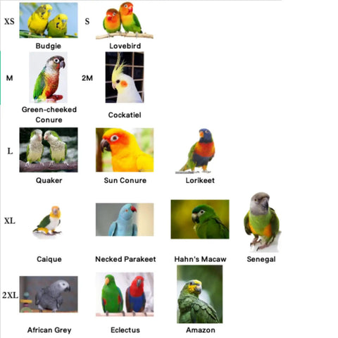 Chart of parrot sizes for Parrot Harness Flight Suit With Leash For Outdoor Training Fleece Bird Vest With 2m Rope And Handle XX Large
