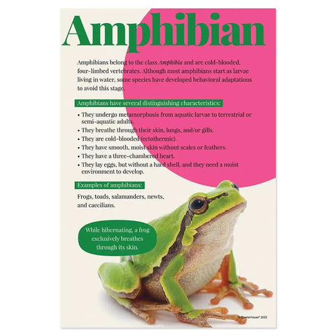 Amphibian poster part of 7 Poster Animal Groups Set For Science Classroom Learning Mammals Birds Amphibians Invertebrates Reptiles Fish And Biological Kingdom Classification 12 By 18 Inches Made In USA Perfect K12 Kid Friendly Teacher Decor