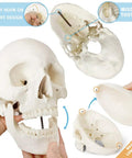 Full Size 67 Inch Anatomy Skeleton Model With 3 Posters Realistic Skull Spine Bones Articulated Hands And Feet For Medical Studies Classroom Demonstrations And Learning skull with removable cap