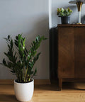 A green plant in a white pot on a wooden floor next to a vintage wooden cabinet in a modern room.