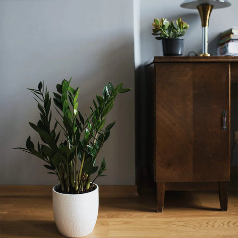 A green plant in a white pot on a wooden floor next to a vintage wooden cabinet in a modern room.