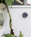 Adhesive Phone Wall Mount Twin Pack For Non Porous Surfaces With 3M VHB Backing on wall near plant