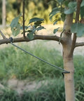 Pro Grade Fruit Tree Limb Spreader Set, 10 Pack, 14 Inch Branch Puller Tools with hose wrapped iron wire in use on tree