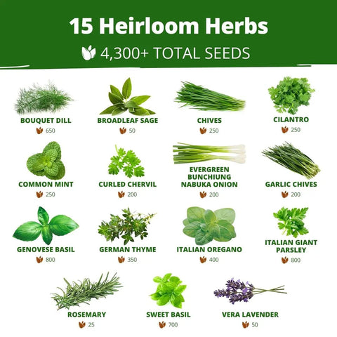 15 All In One Herb Seed Pack For Indoor Outdoor And Hydroponic Gardens With Over 4,300 Seeds Non GMO Heirloom Culinary Herbs