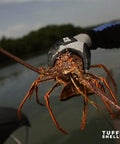 Cut Resistant Lobstering Gloves With Touchscreen Capability For Diving Spearfishing And Crab Catching Heavy Duty HPPE Liner Puncture Resistant Large Durable holding a lobster near water.