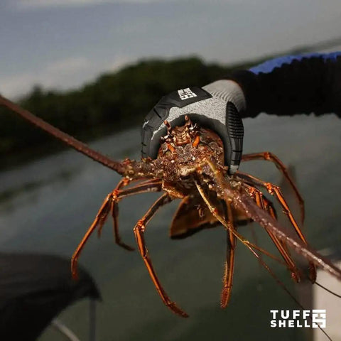 Cut Resistant Lobstering Gloves With Touchscreen Capability For Diving Spearfishing And Crab Catching Heavy Duty HPPE Liner Puncture Resistant Large Durable holding a lobster near water.