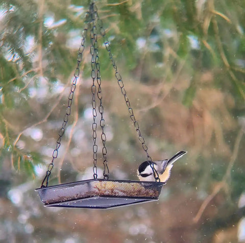 Hanging Bird Feeder Tray With Metal Mesh Platform For Outdoor Bird Feeding In The Backyard, Durable Rust Free Design, Easy Water Drainage, Keeps Seeds Dry, No Spill, Attracts Wild Birds And Adds Garden Charm with a bird feeding on it.