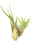 4 Inch Tillandsia Ionantha Air Plants Set Of 3 Assorted Large Air Plants For No-Fuss, Easy-Care Indoor Air Purifying Decor That Brings Fresh Color To Your Home Or Garden Space. Two green Tillandsia ionantha air plants on white background.