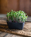 Colorful Microgreen Seeds Mix for Home Growers, 1 Lb Bulk Pack of Heirloom Non GMO Sprouts in black tray