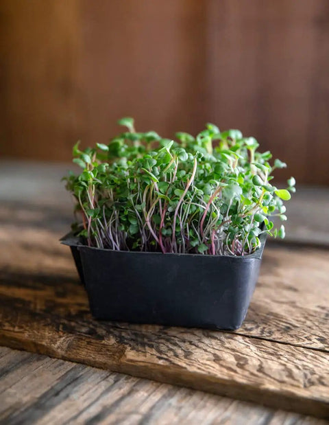 Colorful Microgreen Seeds Mix for Home Growers, 1 Lb Bulk Pack of Heirloom Non GMO Sprouts in black tray