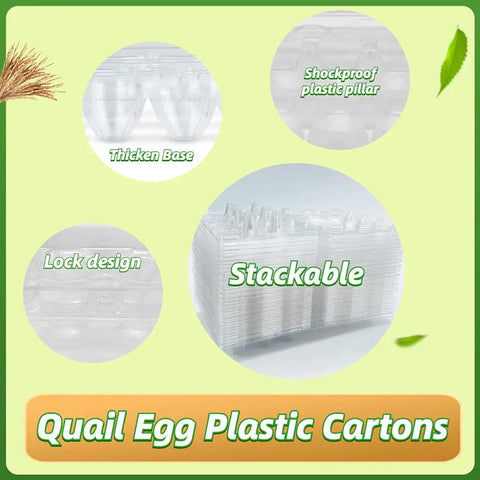 Clear PVC 50 Pack Quail Egg Cartons With 12 Grid Trays Each For Storing Quail Pheasant And Pigeon Eggs, Lightweight Design