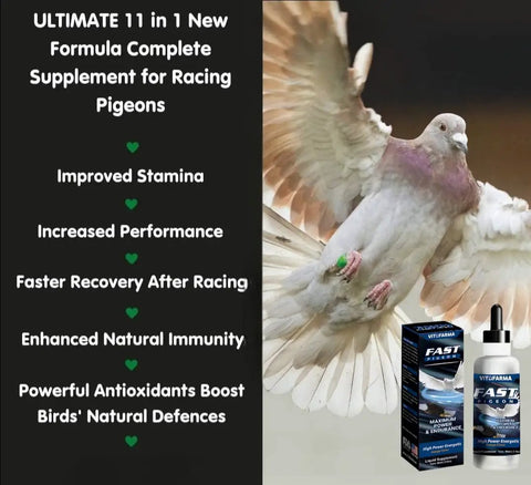 Fast Pigeon Energy Boosting Liquid Supplement With Vitamins And Minerals For Birds 60 Ml That Amped Up Speed Stamina Recovery