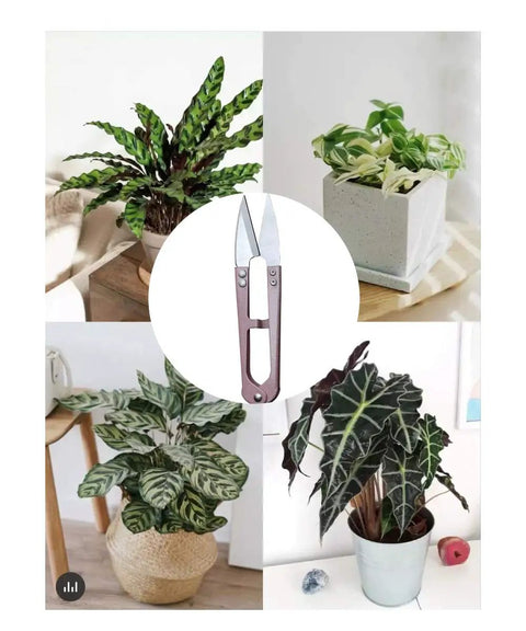 3 Pack 4.1 Inch Bonsai Pruning Scissors With Sharp Blade And Self Opening Spring, displayed among potted plants