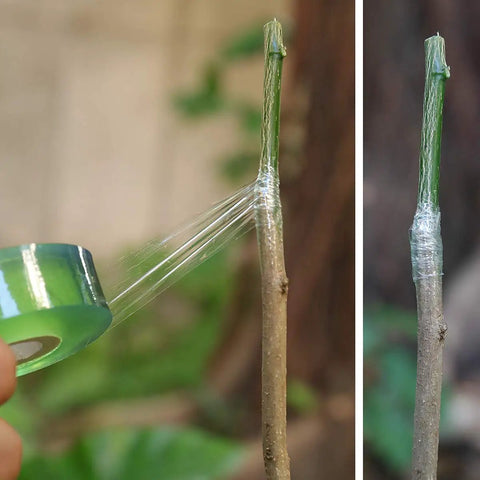Applying Grafting Tape For Fruit Trees, 3 Pack Stretchable Floristry Film In 3 Colors on tree branch for grafting
