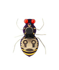 Jitterbug Soldering Kit for Beginners An Interactive DIY Electronics Project with battery-powered motor, insect shape