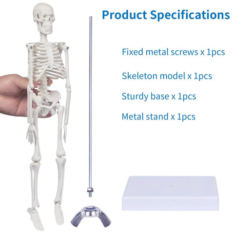 17.7 Inch Hands On Human Skeleton Model For Anatomy With Movable Shoulders Elbows Wrists Knees Ankles Articulated Bone Structure Realistic Display Stand Ideal For Teaching Learning And Classroom Demonstrations with components shown