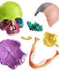 Palm Sized 15 Part Human Skull Model With Color Detailing, Exploded View And Detachable Sections, ideal for anatomy labs.
