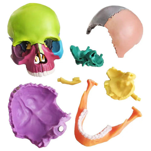 Palm Sized 15 Part Human Skull Model With Color Detailing, Exploded View And Detachable Sections, ideal for anatomy labs.