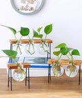 Glass Propagation Terrarium Planter Stations Stand for Desktop Indoor Hydroponics on wooden table