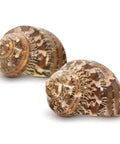Super Cool Brown Turbo Shells For Hermit Crabs Two Pack 1.75 To 2 Inches natural shells showing their unique textures and patterns